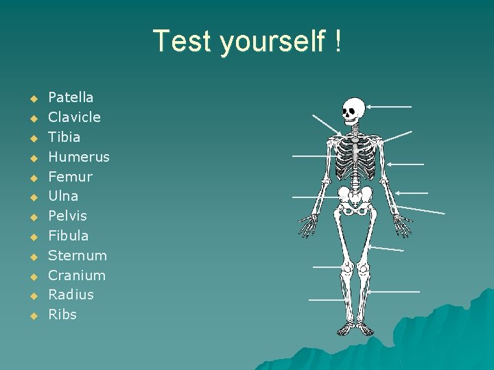 Test yourself ! u u u Patella Clavicle Tibia Humerus Femur Ulna Pelvis Fibula