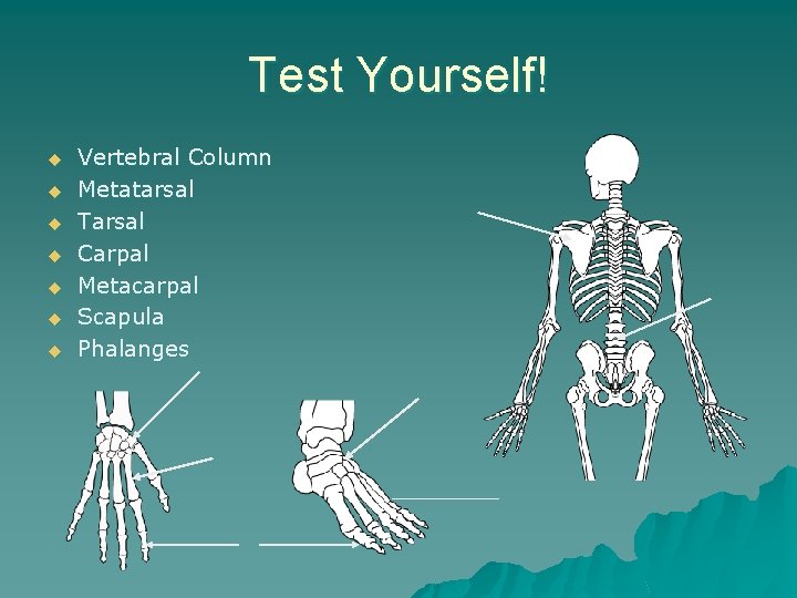 Test Yourself! u u u u Vertebral Column Metatarsal Tarsal Carpal Metacarpal Scapula Phalanges