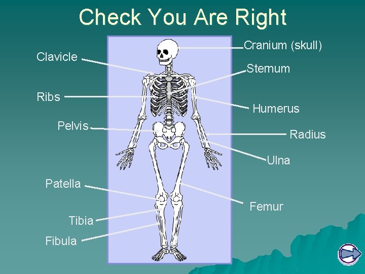 Check You Are Right Clavicle Ribs Cranium (skull) Sternum Humerus Pelvis Radius Ulna Patella