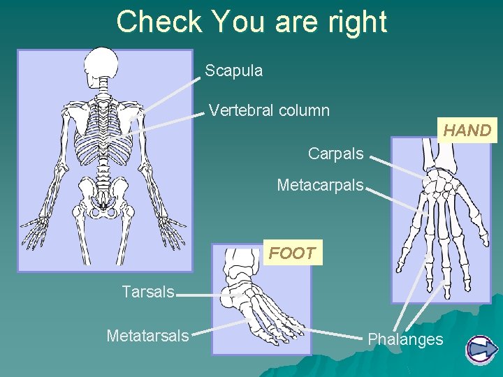 Check You are right Scapula Vertebral column HAND Carpals Metacarpals FOOT Tarsals Metatarsals Phalanges