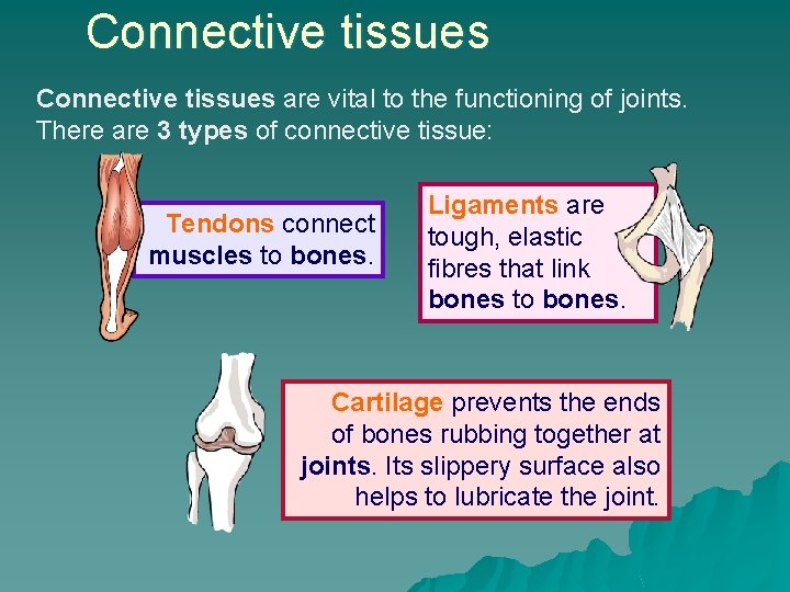 Connective tissues are vital to the functioning of joints. There are 3 types of