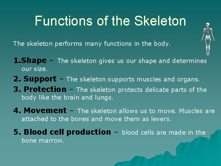Functions of the Skeleton The skeleton performs many functions in the body. 1. Shape