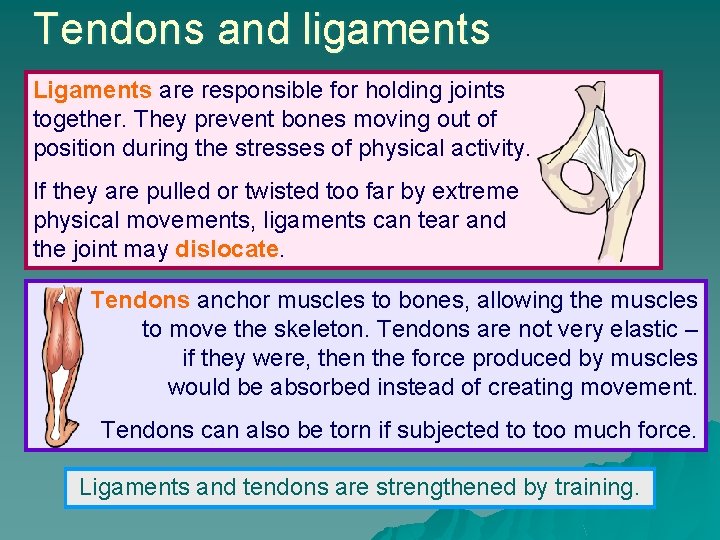 Tendons and ligaments Ligaments are responsible for holding joints together. They prevent bones moving