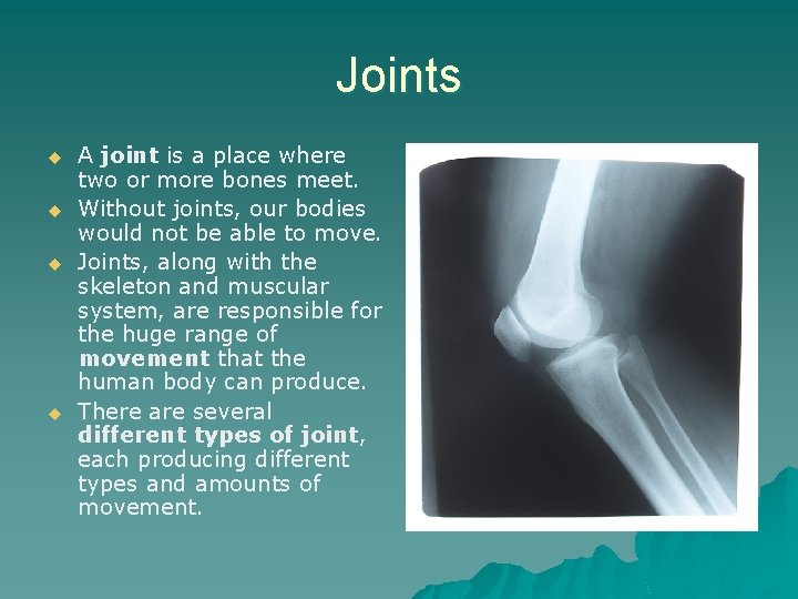 Joints u u A joint is a place where two or more bones meet.