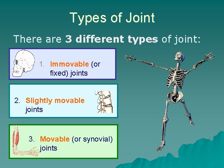 Types of Joint There are 3 different types of joint: 1. Immovable (or fixed)