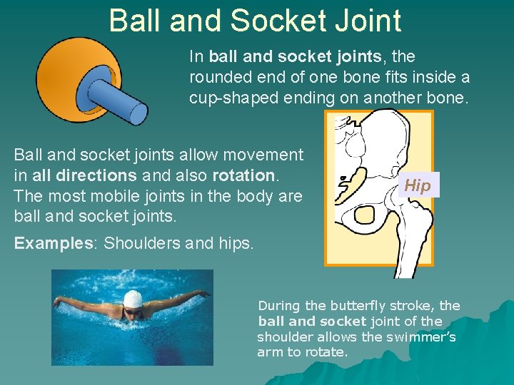 Ball and Socket Joint In ball and socket joints, the rounded end of one