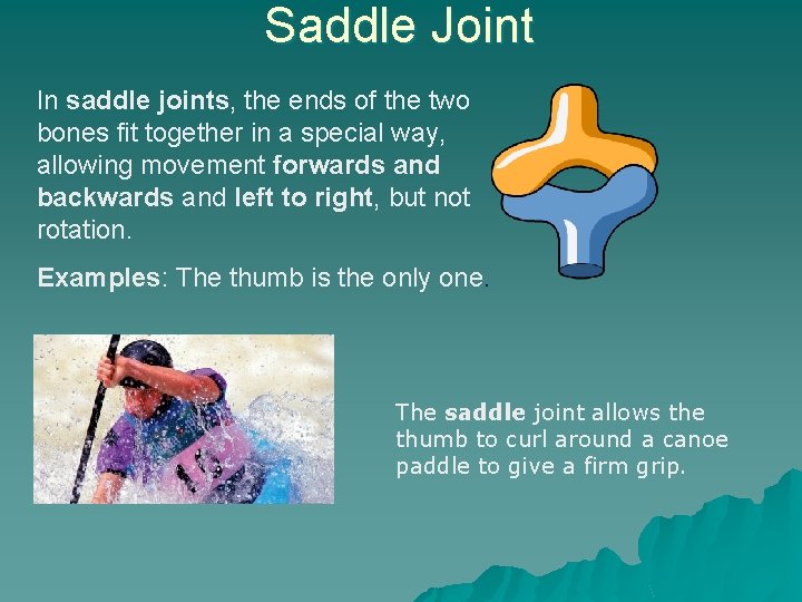 Saddle Joint In saddle joints, the ends of the two bones fit together in