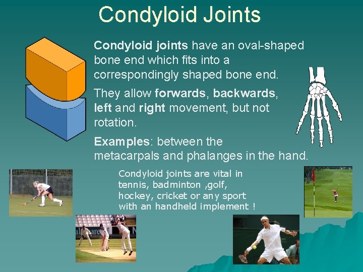 Condyloid Joints Condyloid joints have an oval-shaped bone end which fits into a correspondingly