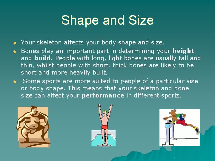 Shape and Size u u u Your skeleton affects your body shape and size.