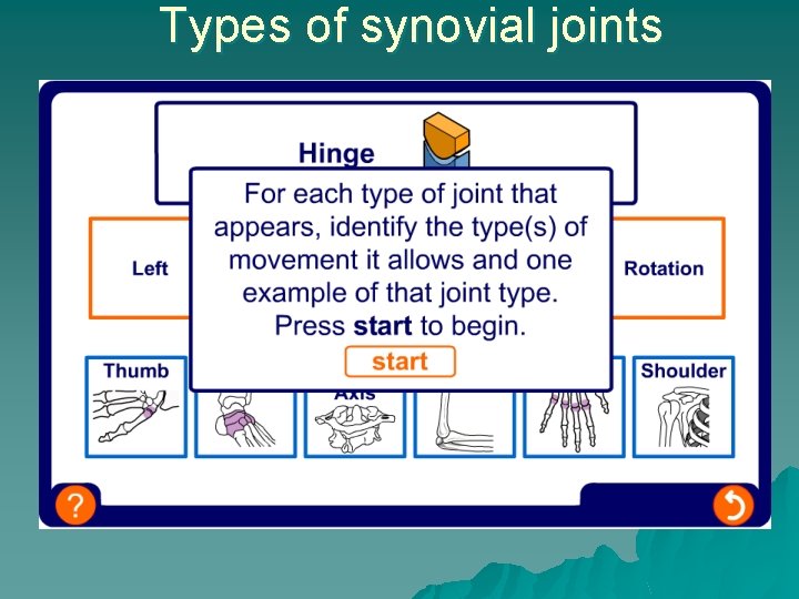 Types of synovial joints 
