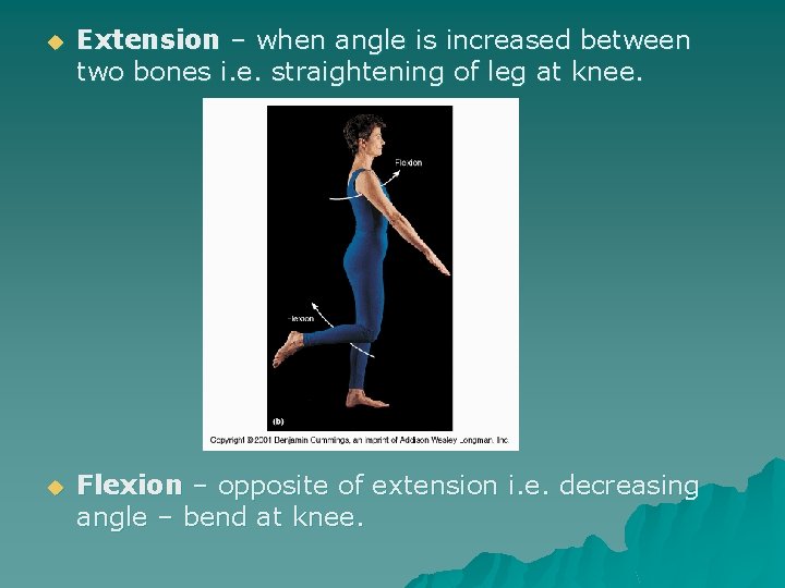 u Extension – when angle is increased between two bones i. e. straightening of