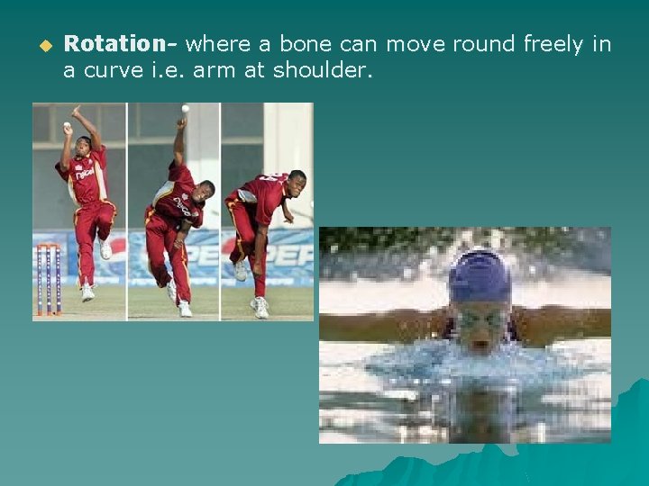 u Rotation- where a bone can move round freely in a curve i. e.