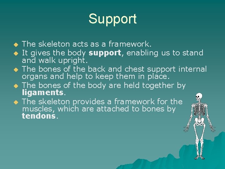 Support u u u The skeleton acts as a framework. It gives the body