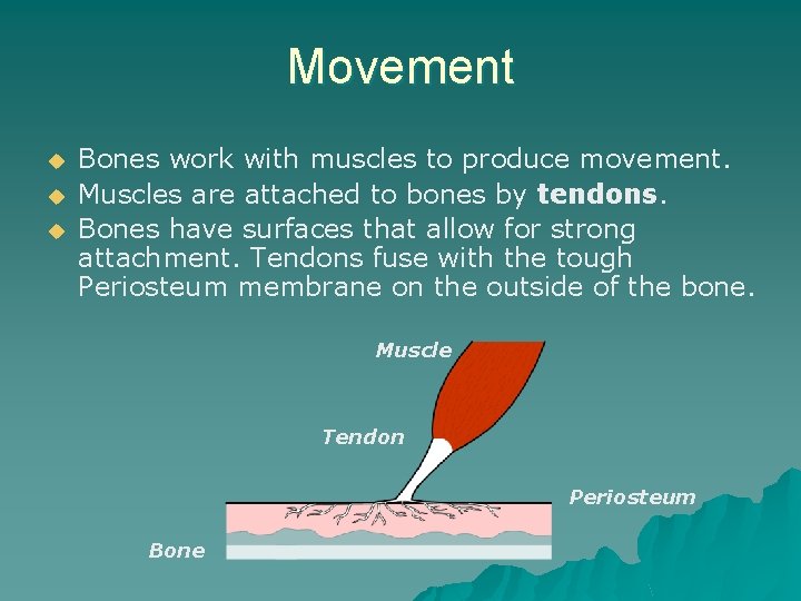 Movement u u u Bones work with muscles to produce movement. Muscles are attached