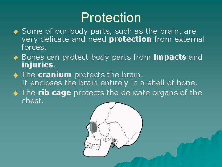 Protection u u Some of our body parts, such as the brain, are very