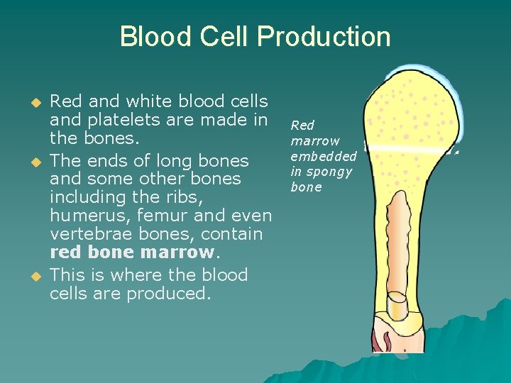 Blood Cell Production u u u Red and white blood cells and platelets are