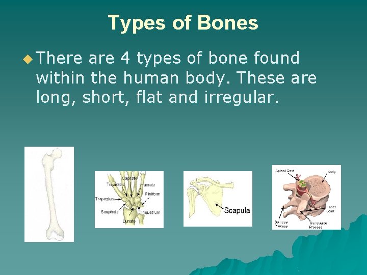 Types of Bones u There are 4 types of bone found within the human