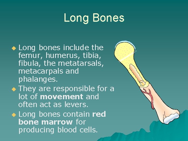 Long Bones Long bones include the femur, humerus, tibia, fibula, the metatarsals, metacarpals and