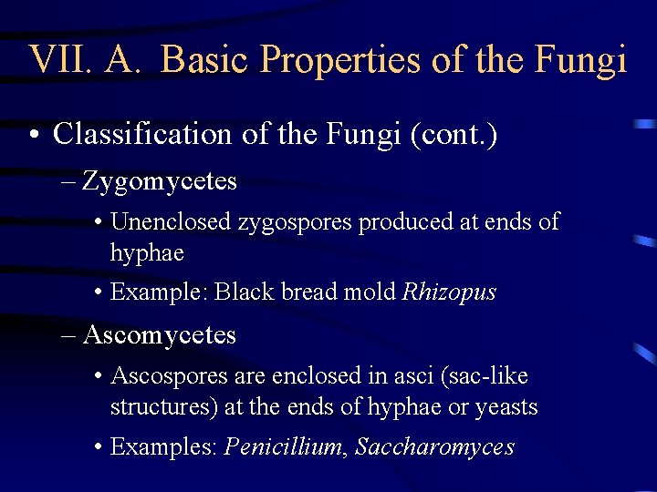 VII. A. Basic Properties of the Fungi • Classification of the Fungi (cont. )
