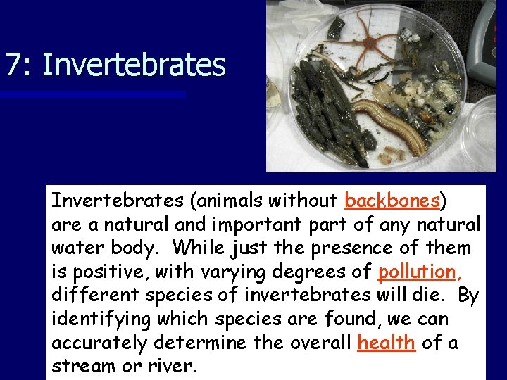 7: Invertebrates (animals without backbones) are a natural and important part of any natural