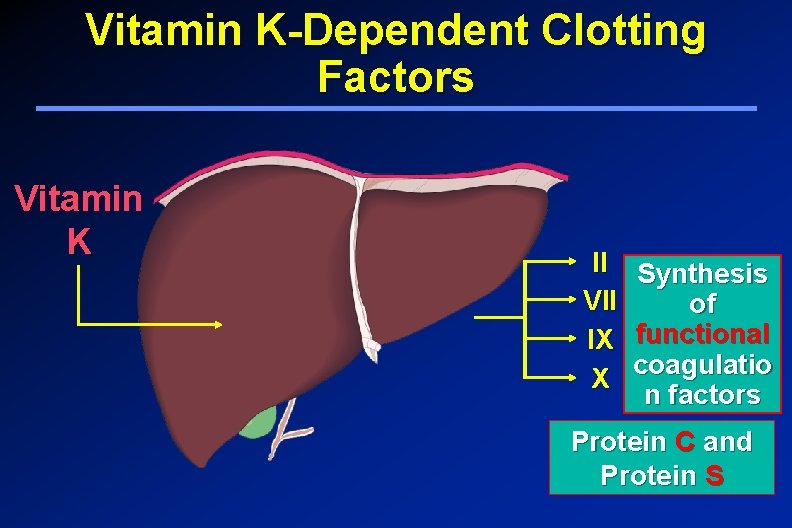 Vitamin K-Dependent Clotting Factors Vitamin K II VII IX X Synthesis of functional coagulatio