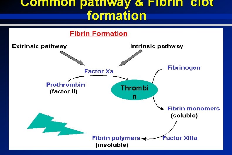 Common pathway & Fibrin clot formation Thrombi n 