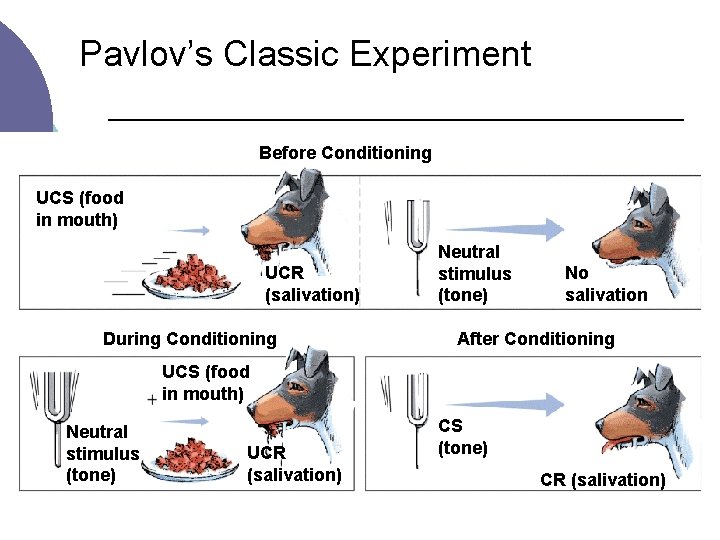 Pavlov’s Classic Experiment Before Conditioning UCS (food in mouth) UCR (salivation) During Conditioning Neutral