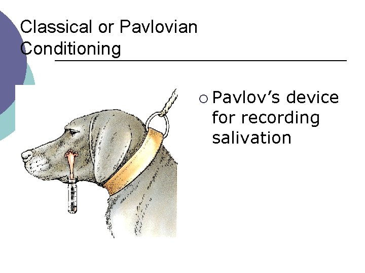 Classical or Pavlovian Conditioning ¡ Pavlov’s device for recording salivation 