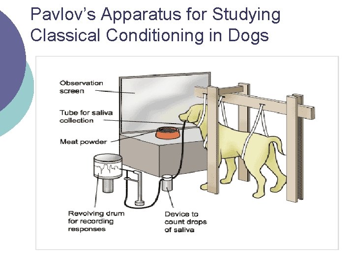 Pavlov’s Apparatus for Studying Classical Conditioning in Dogs 