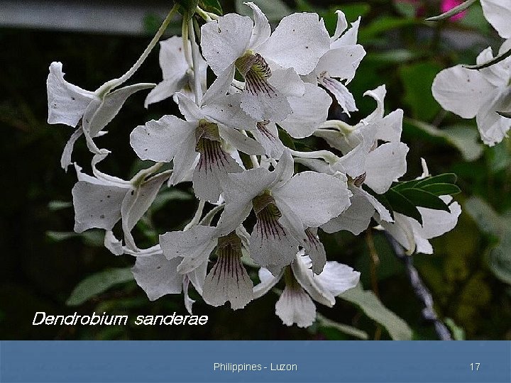 Dendrobium sanderae Philippines - Luzon 17 