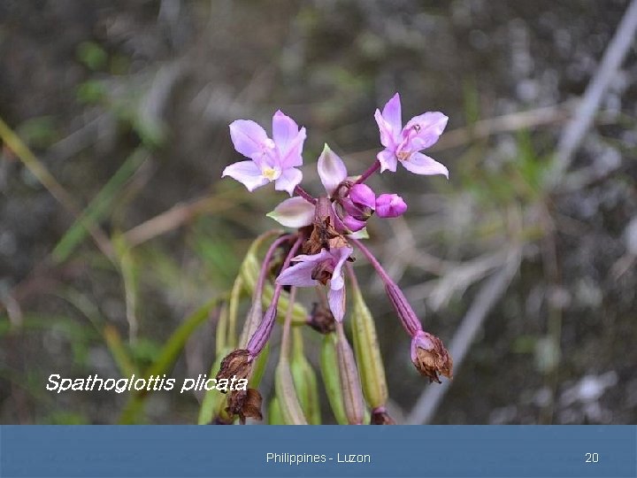 Spathoglottis plicata Philippines - Luzon 20 