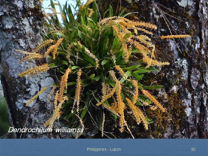 Dendrochilum williamsii Philippines - Luzon 30 