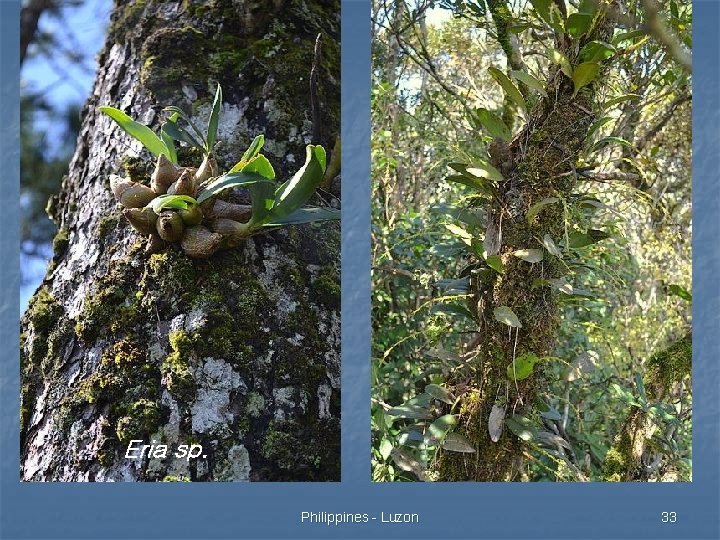 Eria sp. Philippines - Luzon 33 