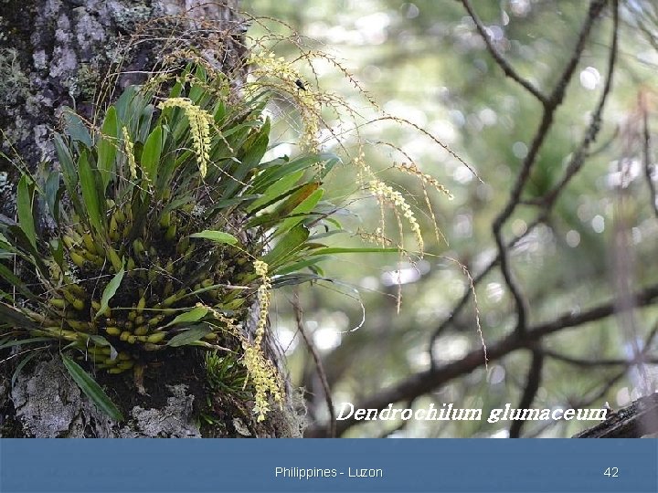 Dendrochilum glumaceum Philippines - Luzon 42 