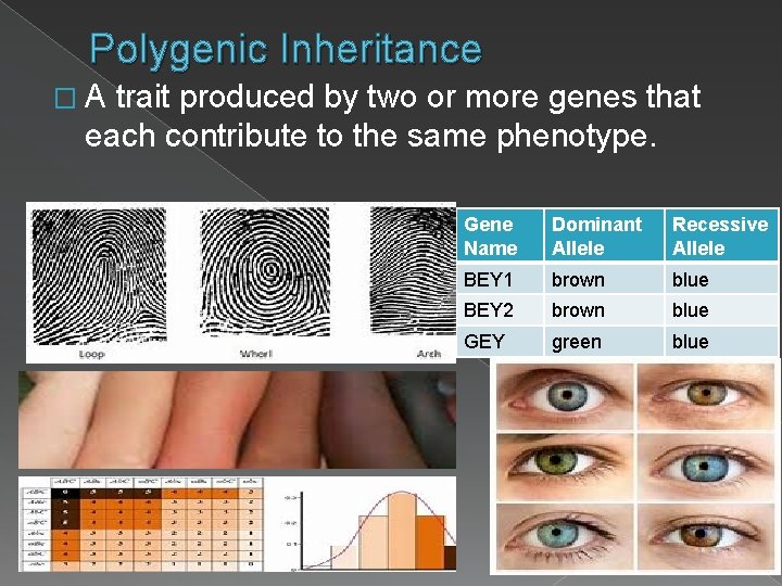 Polygenic Inheritance �A trait produced by two or more genes that each contribute to