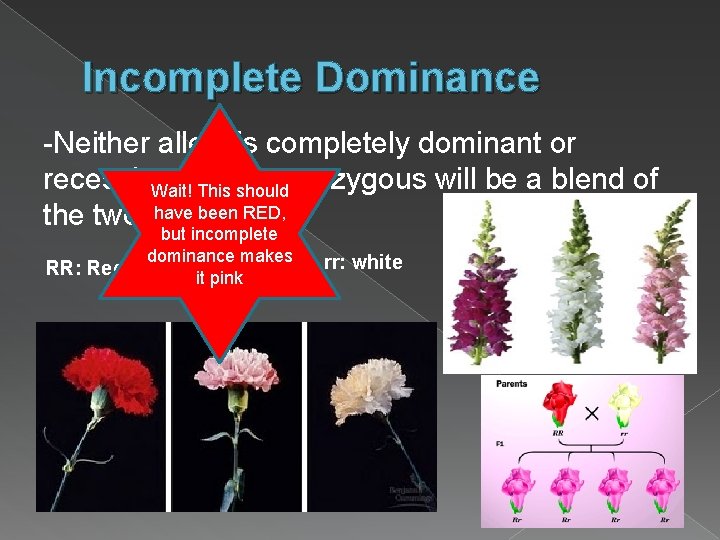 Incomplete Dominance -Neither allele is completely dominant or recessive. heterozygous will be a blend