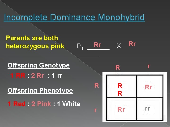 Incomplete Dominance Monohybrid Parents are both heterozygous pink. Rr P 1 ______ Offspring Genotype