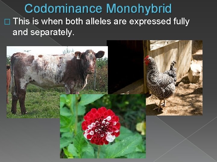 Codominance Monohybrid � This is when both alleles are expressed fully and separately. 
