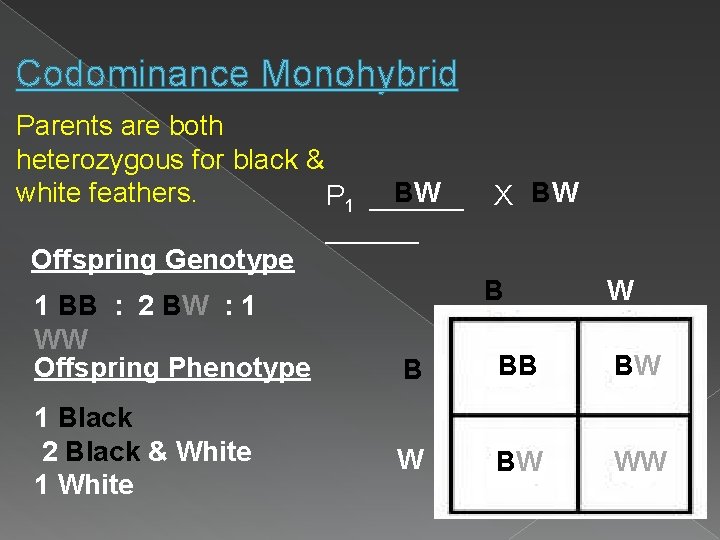 Codominance Monohybrid Parents are both heterozygous for black & BW white feathers. P 1