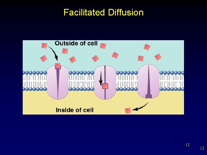 Facilitated Diffusion 12 12 