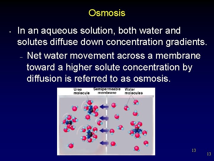 Osmosis • In an aqueous solution, both water and solutes diffuse down concentration gradients.