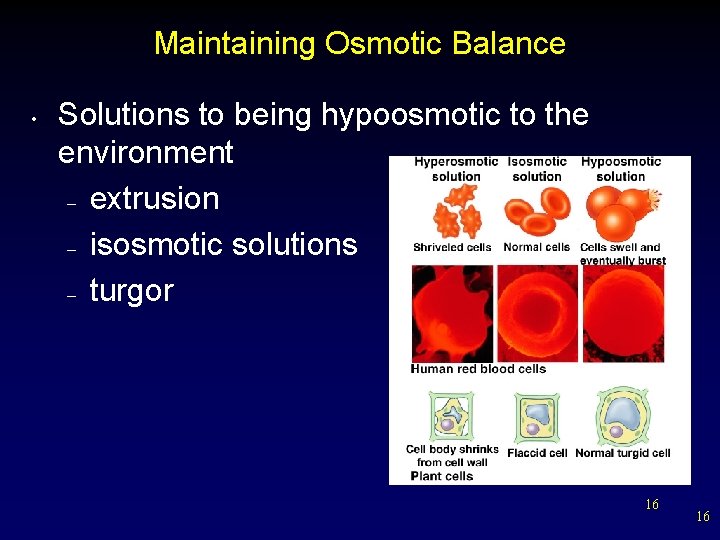 Maintaining Osmotic Balance • Solutions to being hypoosmotic to the environment – extrusion –