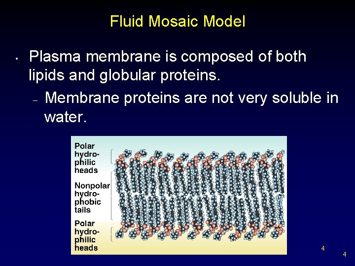 Fluid Mosaic Model • Plasma membrane is composed of both lipids and globular proteins.