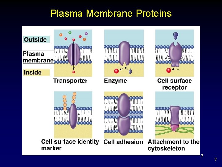 Plasma Membrane Proteins 7 7 