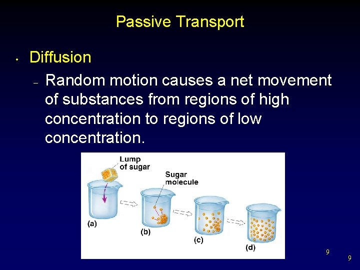 Passive Transport • Diffusion – Random motion causes a net movement of substances from