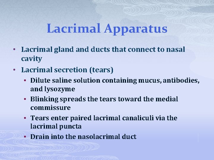 Lacrimal Apparatus • Lacrimal gland ducts that connect to nasal cavity • Lacrimal secretion