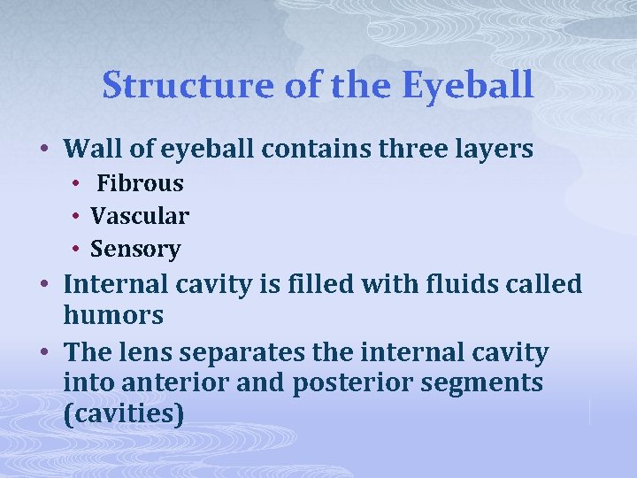 Structure of the Eyeball • Wall of eyeball contains three layers • Fibrous •