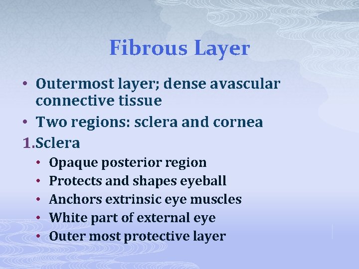 Fibrous Layer • Outermost layer; dense avascular connective tissue • Two regions: sclera and