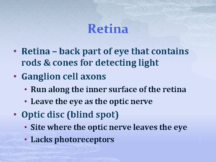 Retina • Retina – back part of eye that contains rods & cones for