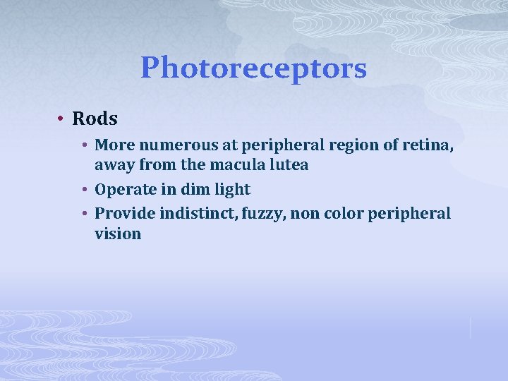 Photoreceptors • Rods • More numerous at peripheral region of retina, away from the